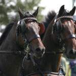 horse with blinder picture for 8995 instructions blog post