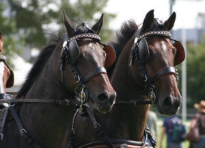 horse with blinder picture for 8995 instructions blog post