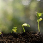good small business opportunities often start small--like a new plant sprouting up.
