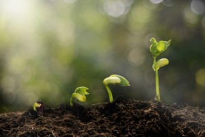 good small business opportunities often start small--like a new plant sprouting up.