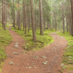 Picture showing two paths in a weed, a representation of small business entrepreneur route to financial independence