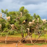 Goats graze in an argan tree - Morocco, North Africa. An apt image for a discussion of the Sec. 965 transition tax.