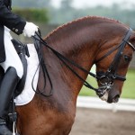 Picture of a rider on horse