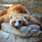 picture of a grizzly bear relaxing