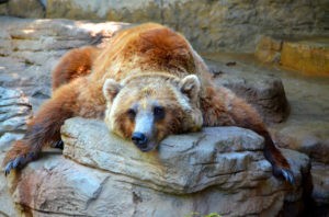 picture of a grizzly for a blog post about bear market survival tactics