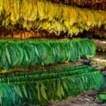 Picture of Tobacco leaves drying in the shed.