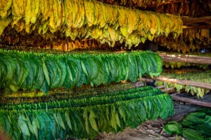 Picture of Tobacco leaves drying in the shed.